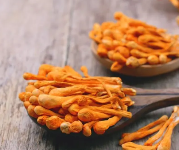 Cordyceps Organic Powder - Image 4
