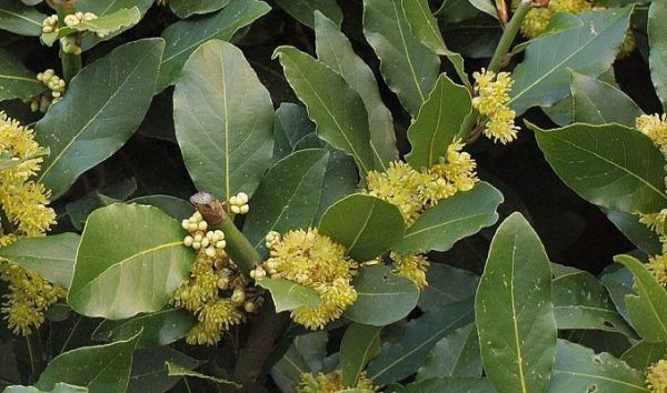 Bay Laurel - Image 2