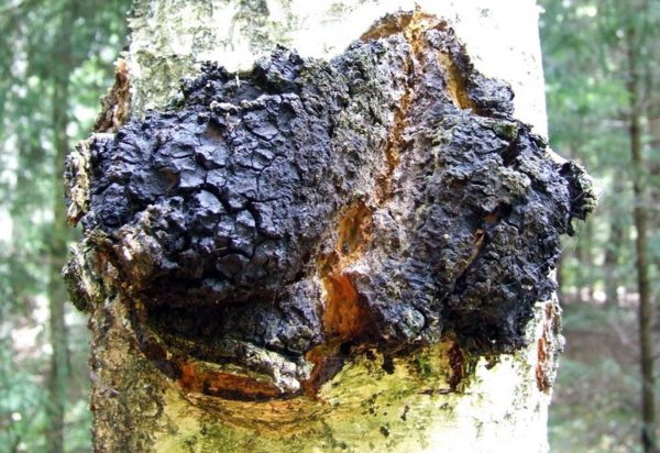 Chaga Organic Powder - Image 5