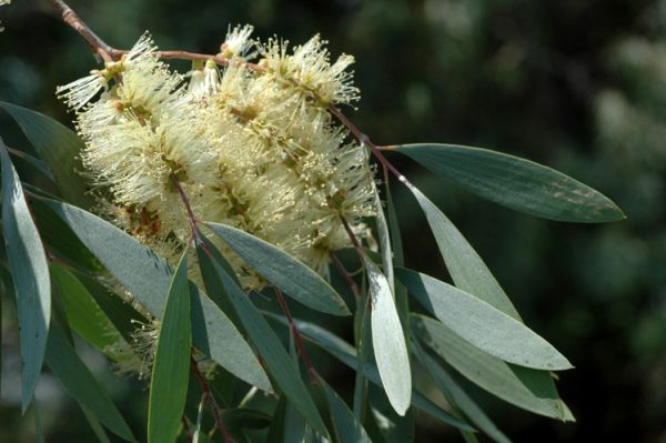 Cajeput - Image 2
