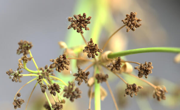 Celery Seed - Image 2