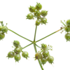 Coriander - Image 2