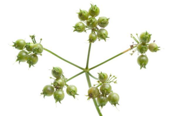 Coriander - Image 2