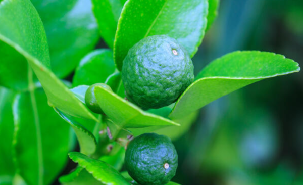 Kaffir Lime - Image 2